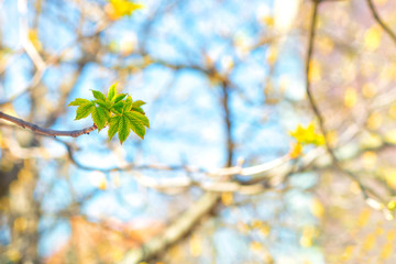 Young green leaves on a tree in spring