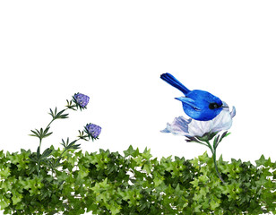 blue bird on a branch