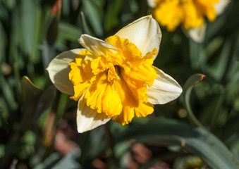 beautiful flowers in nature in the botanical garden