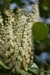 Blühender Kirschlorbeer (Prunus laurocerasus)
