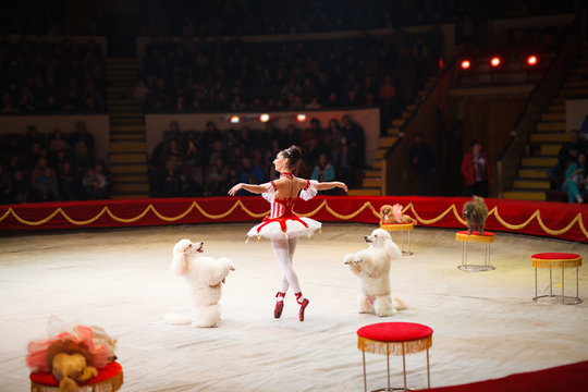 performance of a dog trainer in a circus