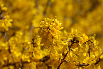 beautiful flowers in nature in the botanical garden
