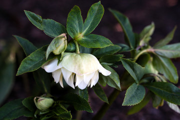 Obraz premium beautiful flowers in nature in the botanical garden