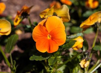 beautiful flowers in nature in the botanical garden