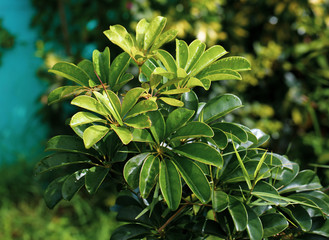 plants in Costa Rica