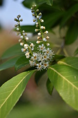 Blühender Kirschlorbeer (Prunus laurocerasus)