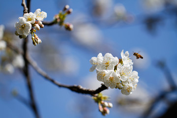Krischblüte an Baum mit fliegender Biene
