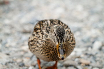 braune Ente am Ufer eines Flusses