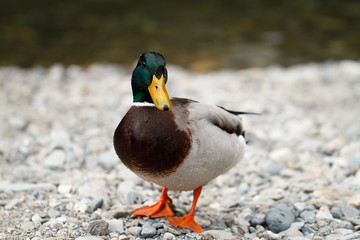 Erpel am Flussufer