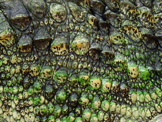 crocodile skin with moss texture