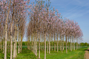 Kiribaum Plantage, schnell wachsende Wertholzerzeugung , Baumkronen mit hellrosa Blütenständen im...
