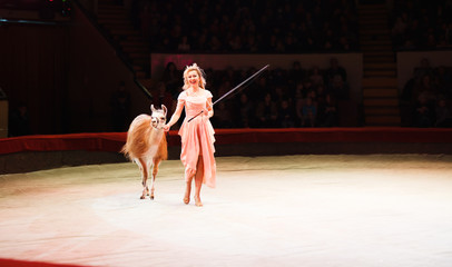 performance of a dog trainer in a circus