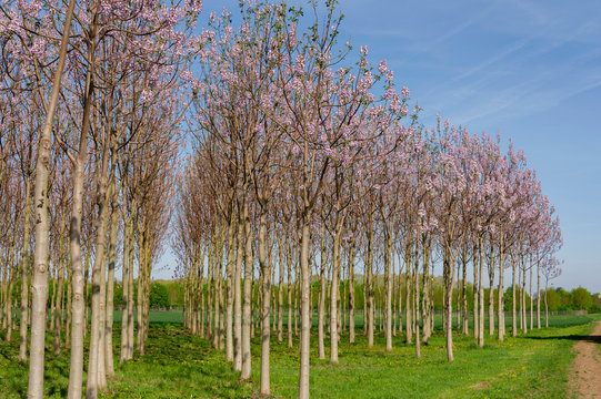 Kiribaum Plantage, schnell wachsende Wertholzerzeugung , Baumkronen mit hellrosa Bl&uuml;tenst&auml;nden im Fr&uuml;hjahr