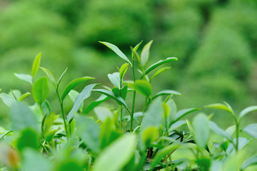 Fototapeta premium Growing green tea plants in spring mountains
