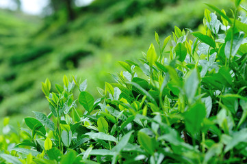 Growing green tea plants in spring mountains