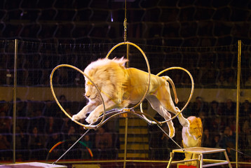 performance of a trainer of lions in a circus