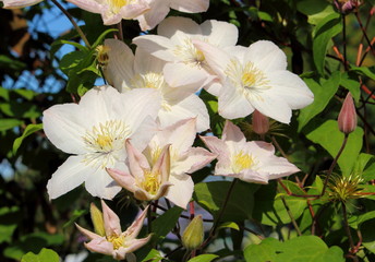 White flowers of clematis on natural background in sunny day. Elegant clematis flower on a background of green leaves. Colorful artistic image of clematis flowers in a garden