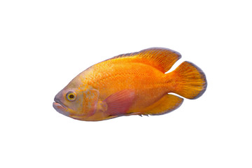 Obraz premium Beautiful cichlids fish isolated on white background
