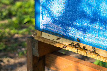 Fototapeta na wymiar Close-up on blue Beeshive, visible bees fly into the hive. In the background visible blurry fence of an apiary and grass