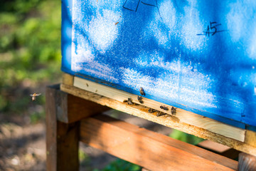 Close-up on blue Beeshive, visible bees fly into the hive. In the background visible blurry fence of an apiary and grass