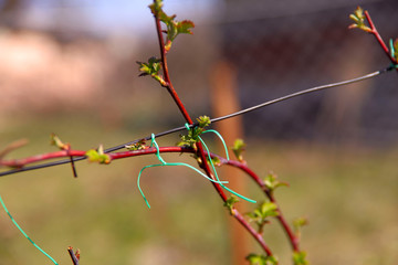 Spring theme. Tied on a wire red raspberry branches with small green leaves. Background, space for...