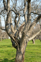 apple orchard in spring
