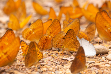 Many beautiful butterfly wings for background