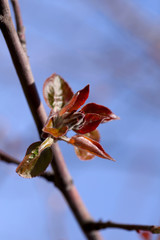 A branch of a tree with young red leaves against the sky. Theme of spring. Cropped shot, vertical, place for text on the right, close-up. Concept of nature.