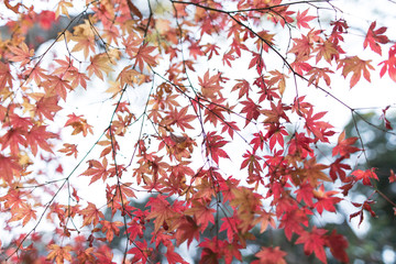 紅葉　Autumn leaves