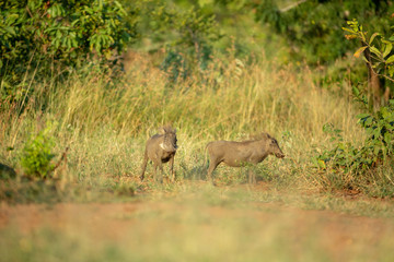 Young Warthogs foraging