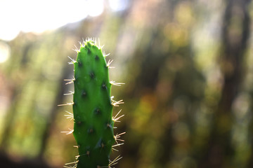 close up of cactus