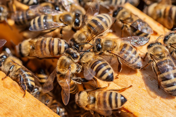 Bees in the hive