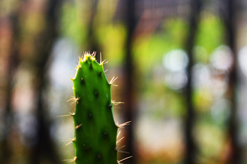 close up of cactus