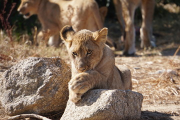 Obraz premium lion cub