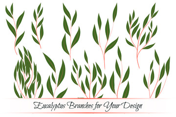Fototapeta na wymiar Eucalyptus Vector. Decorative Vector Leaves and Branches. Elegant Foliage. Beautiful Floral Element for Wedding Design. Tropical Plants. Flowers Isolated and Eucalyptus Vector for Card, Invitation.