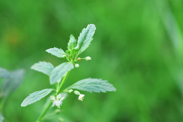 flower in the garden