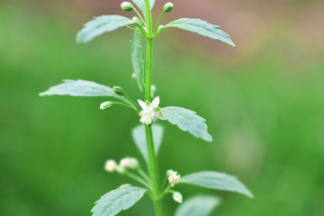 branch with green leaves on white background