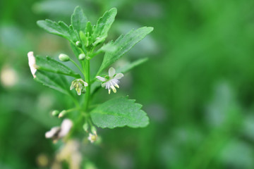flower in the garden