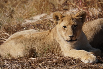 Lion cub