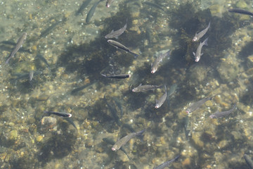 Petits poissons dans leur milieu naturel
