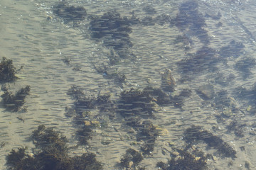 Poissons et alevins dans leur milieu naturel