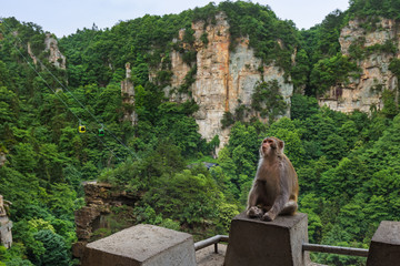 Monkey in Tianzi Avatar mountains nature park - Wulingyuan China