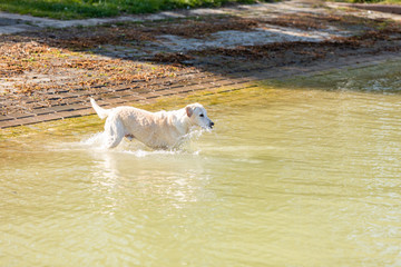 labrador is swimming
