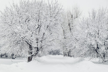 Fototapeta premium Beautiful winter landscape with trees covered with snow. Snowfall