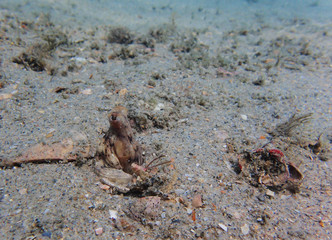 A closeup view curious Octopus with his eyes sticking straight up out of its home watching scuba divers go by.