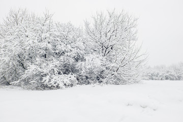 Beautiful winter landscape with trees covered with snow. Snowfall