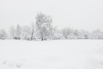 Beautiful winter landscape with trees covered with snow. Snowfall