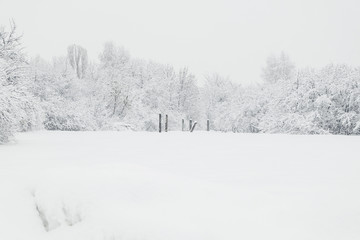 Fototapeta premium Beautiful winter landscape with trees covered with snow. Snowfall
