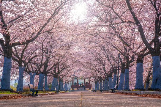 Cherry Blossom Tree At Olympic Park,Seoul South Korea