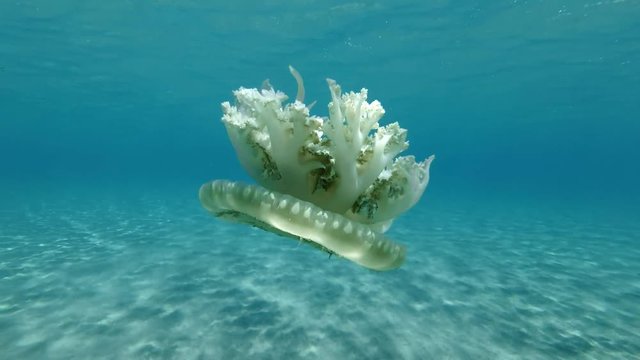 Jellyfish swim in the blue water under surface. Upside Down Jellyfish (Cassiopea andromeda) Underwater shot, closeup. Red Sea, Abu Dabab, Marsa Alam, Egypt, Africa